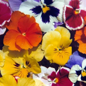 Viola Mix Flower Plants - Starter Plants - Mixed Colors - Garden Ready
