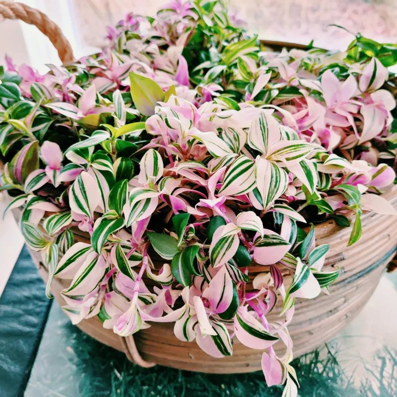 Wandering Jew Live Plant - Tricolor Tradescantia - 4 Inch Potted Vine