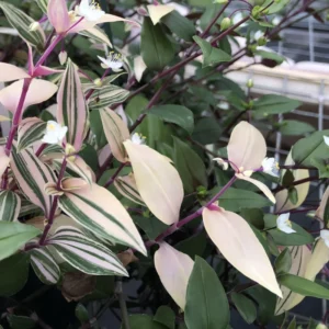 Wandering Jew Live Plant - Tricolor Tradescantia - 4 Inch Potted Vine