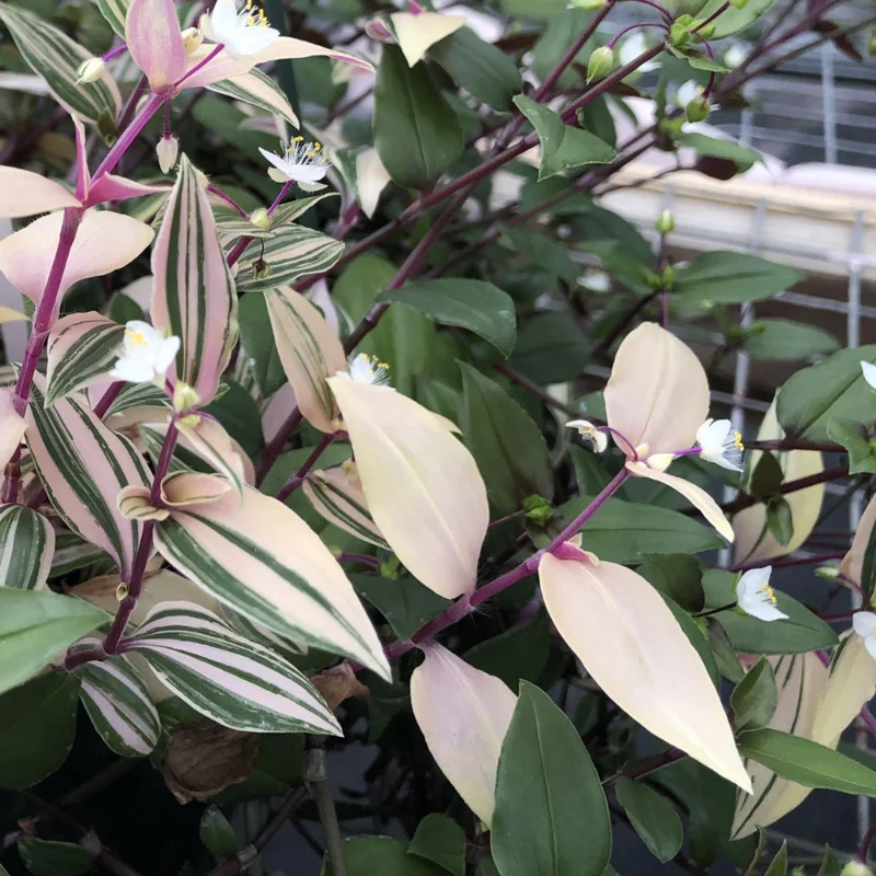 Wandering Jew Live Plant - Tricolor Tradescantia - 4 Inch Potted Vine