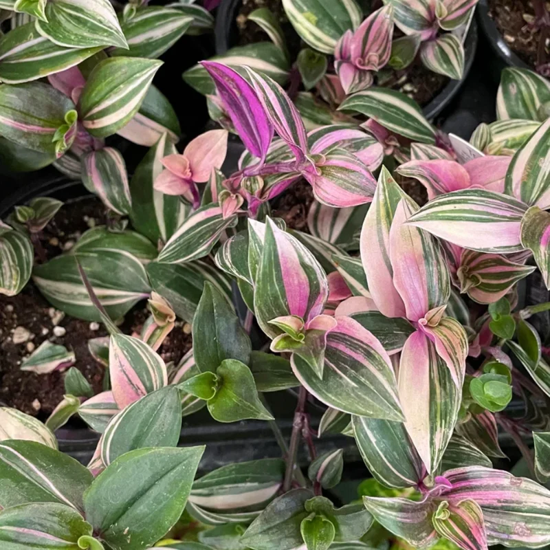 Wandering Jew Live Plant - Tricolor Tradescantia - 4 Inch Potted Vine
