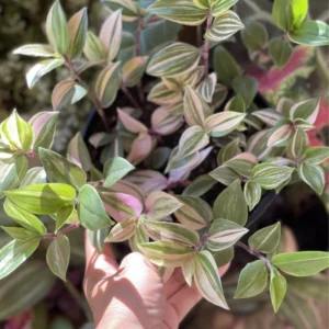 Wandering Jew Live Plant - Tricolor Tradescantia - 4 Inch Potted Vine