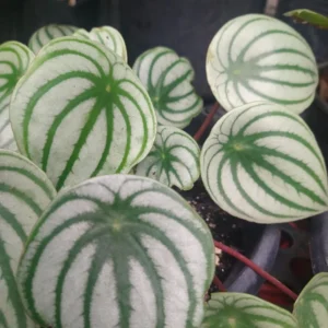 Watermelon Peperomia Plant, 4 Inch Pot
