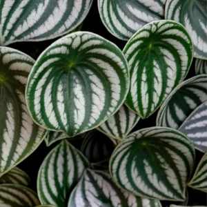 Watermelon Peperomia Plant, 4 Inch Pot