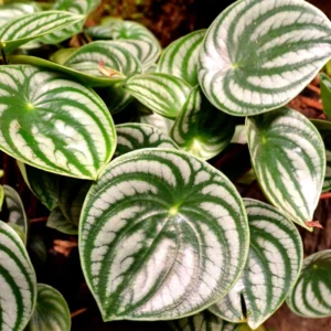 Watermelon Peperomia Plant, 4 Inch Pot