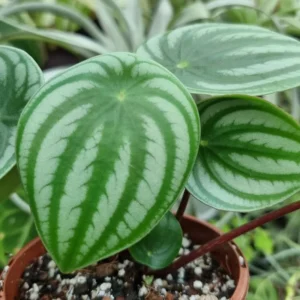 Watermelon Peperomia Plant, 4 Inch Pot
