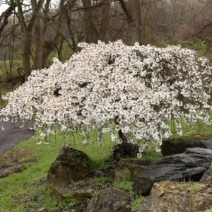 Weeping Cherry Tree Plant - 6 to 12 Inch Tall in 2.5 Inch Pot