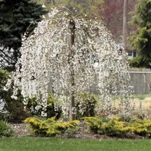 Weeping Cherry Tree Plant - 6 to 12 Inch Tall in 2.5 Inch Pot