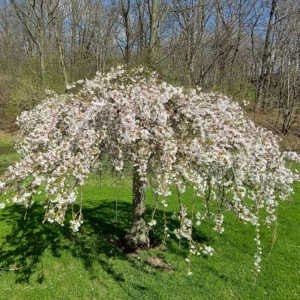 Weeping Cherry Tree Plant - 6 to 12 Inch Tall in 2.5 Inch Pot