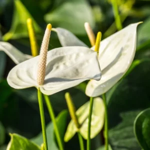 White Anthurium Plant, 3 Inch Pot - Miniature Blooming