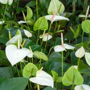 White Anthurium Plant, 3 Inch Pot - Miniature Blooming