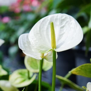 White Anthurium Plant, 3 Inch Pot - Miniature Blooming