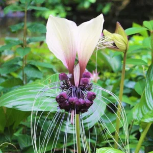 White Bat Flower Live Plant - Tacca Plant in 2 Inch Pot - Exotic Orchid
