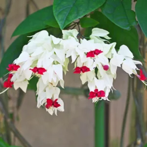 White Bleeding Heart Plant Clerodendrum - 8 to 10 Inch Tall Blooming Shrub