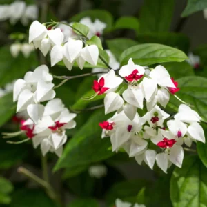 White Bleeding Heart Plant Clerodendrum - 8 to 10 Inch Tall Blooming Shrub