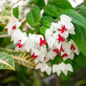 White Bleeding Heart Plant Clerodendrum - 8 to 10 Inch Tall Blooming Shrub