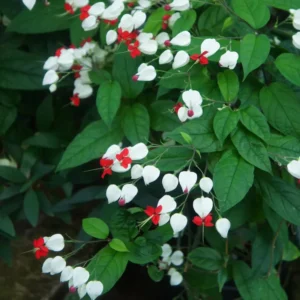 White Bleeding Heart Plant Clerodendrum - 8 to 10 Inch Tall Blooming Shrub