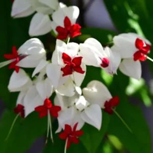 White Bleeding Heart Plant Clerodendrum - 8 to 10 Inch Tall Blooming Shrub