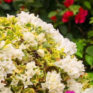 White Bougainvillea Live Plant - 4-6 Inch Variegated Flower Vines for Outdoor Planting