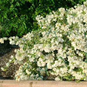 White Bougainvillea Live Plant - 4-6 Inch Variegated Flower Vines for Outdoor Planting