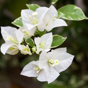 White Bougainvillea Live Plant - 4-6 Inch Variegated Flower Vines for Outdoor Planting
