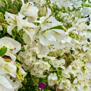 White Bougainvillea Live Plant - 4-6 Inch Variegated Flower Vines for Outdoor Planting