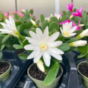 White Easter Cactus Plant - Spring Cactus Live Plant 4-7 Inch Flowering Size