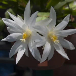 White Easter Cactus Plant - Spring Cactus Live Plant 4-7 Inch Flowering Size