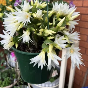 White Easter Cactus Plant - Spring Cactus Live Plant 4-7 Inch Flowering Size