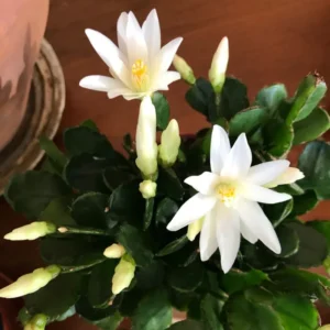 White Easter Cactus Plant - Spring Cactus Live Plant 4-7 Inch Flowering Size