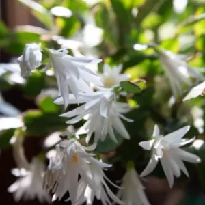 White Easter Cactus Plant - Spring Cactus Live Plant 4-7 Inch Flowering Size