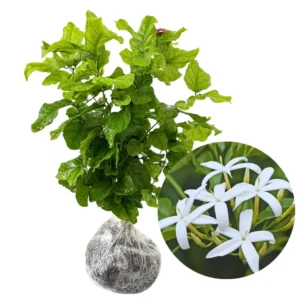 White Jasmine Plants Live Set - 3 Starter Plants for Indoor/Outdoor Gardens