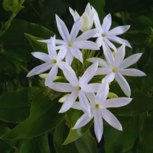 White Jasmine Plants Live Set - 3 Starter Plants for Indoor/Outdoor Gardens