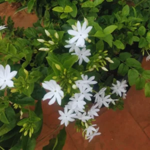 White Jasmine Plants Live Set - 3 Starter Plants for Indoor/Outdoor Gardens