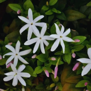 White Jasmine Plants Live Set - 3 Starter Plants for Indoor/Outdoor Gardens
