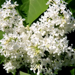 White Lilac Plant, 2.5 Inch Pot - Fragrant Syringa