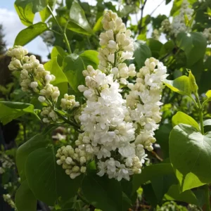 White Lilac Plant, 2.5 Inch Pot - Fragrant Syringa
