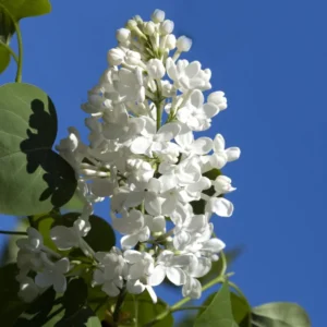 White Lilac Plant, 2.5 Inch Pot - Fragrant Syringa