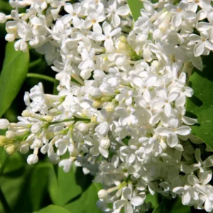 White Lilac Plant, 2.5 Inch Pot - Fragrant Syringa