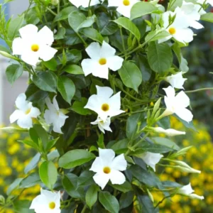 White Mandevilla Vine Plants - Set of 3 Live Starter Plants, 5-7 Inches Tall