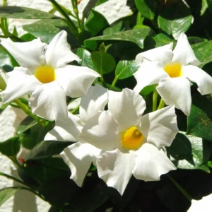 White Mandevilla Vine Plants - Set of 3 Live Starter Plants, 5-7 Inches Tall