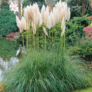 White Pampas Grass