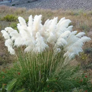White Pampas Grass Plants Live - 4 Pack Fully Rooted Ornamental Grasses