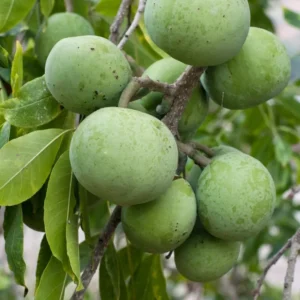 White Sapote Tree Live Plant - 2 to 3 Feet Tall - Fruit Tree