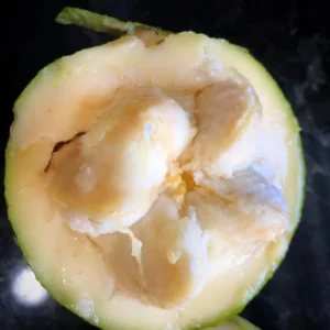 White Sapote Tree Live Plant - 2 to 3 Feet Tall - Fruit Tree