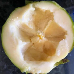 White Sapote Tree Live Plant - 2 to 3 Feet Tall - Fruit Tree