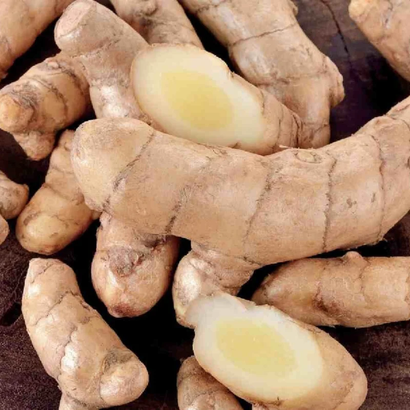 White Turmeric Plant Live Bare Roots - 5-8 inch Edible Herb for Outdoor Garden