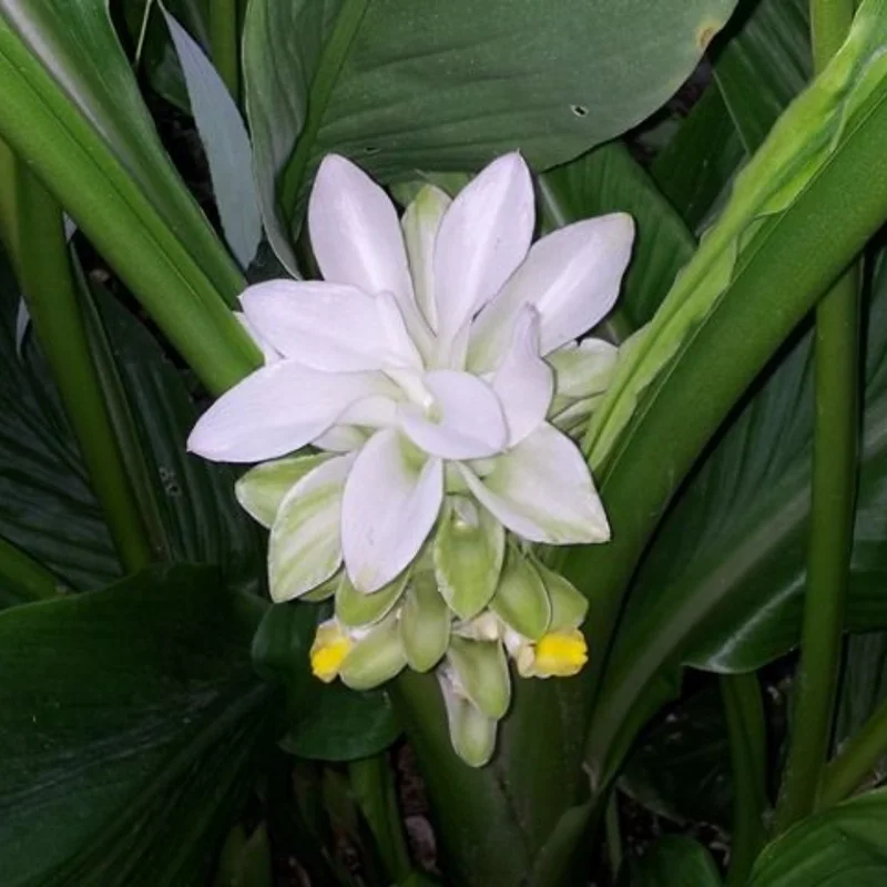 White Turmeric Plant Live Bare Roots - 5-8 inch Edible Herb for Outdoor Garden