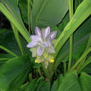 White Turmeric Plant Live Bare Roots - 5-8 inch Edible Herb for Outdoor Garden