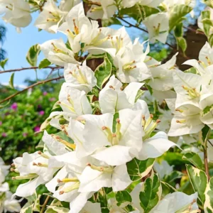 White Variegated Bougainvillea Plant - Flowering Plant - 4-7 Inches - Balcony Garden